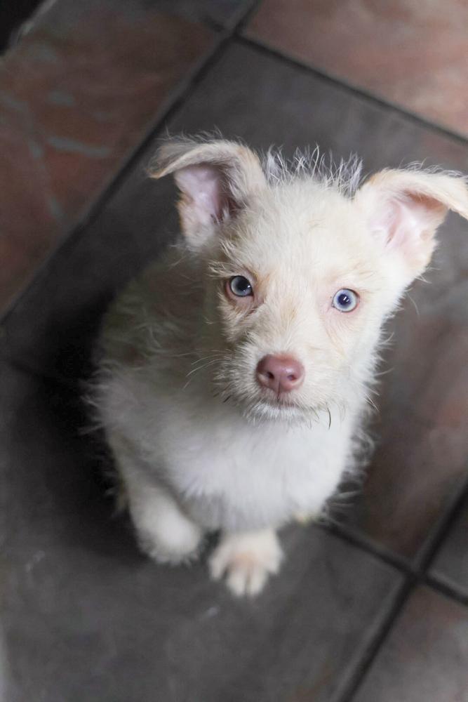 Alfalfa, a Adopted Chihuahua in TUCSON, AZ image 3/3