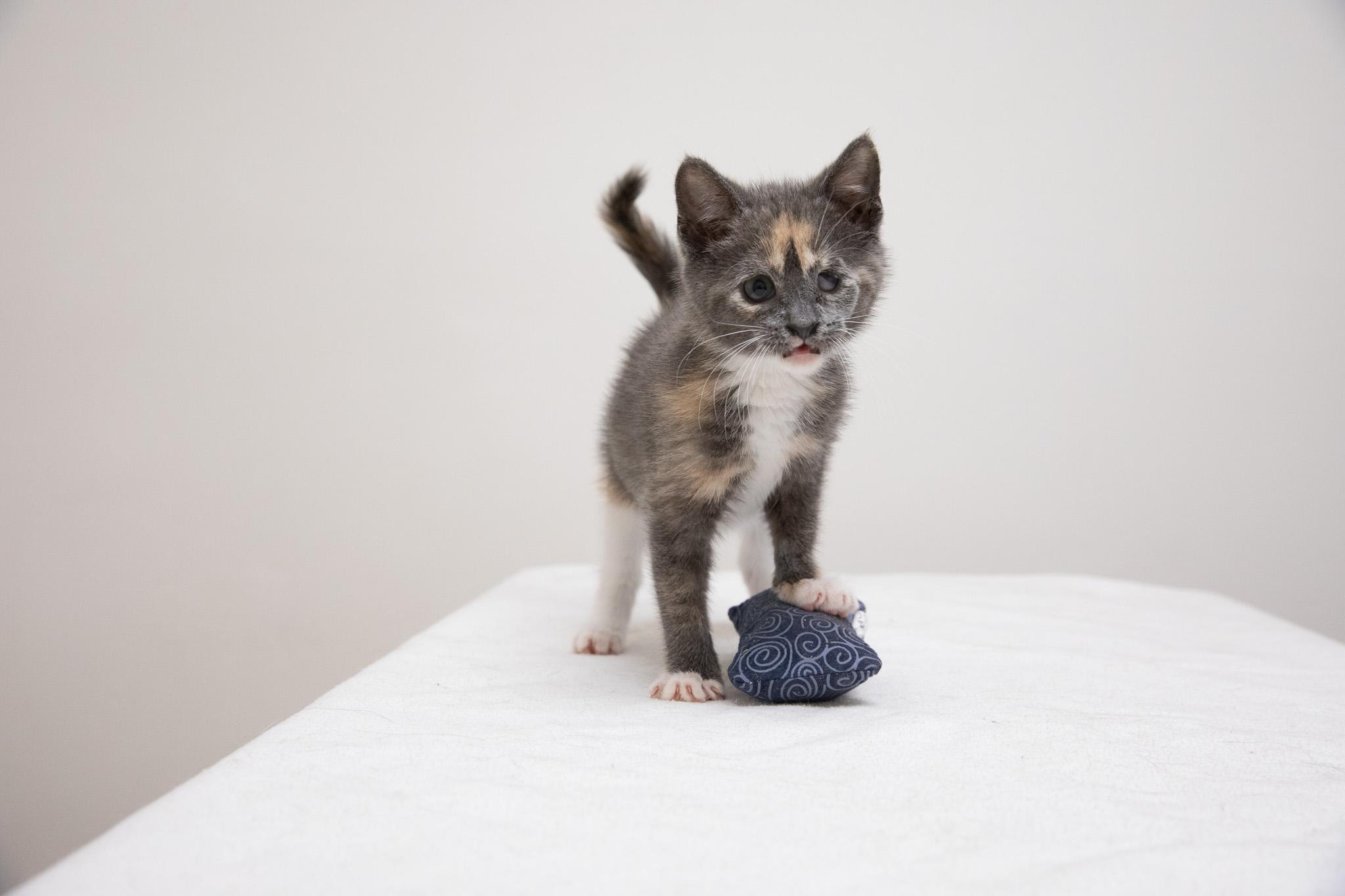 Dani, an adopted Domestic Short Hair in Montclair, NJ image 1/6