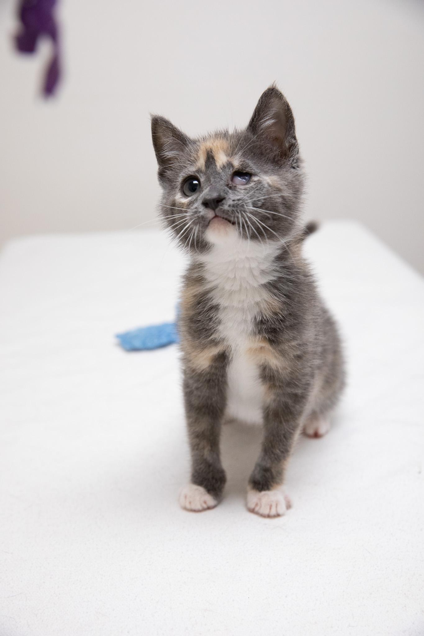 Dani, an adopted Domestic Short Hair in Montclair, NJ image 4/6