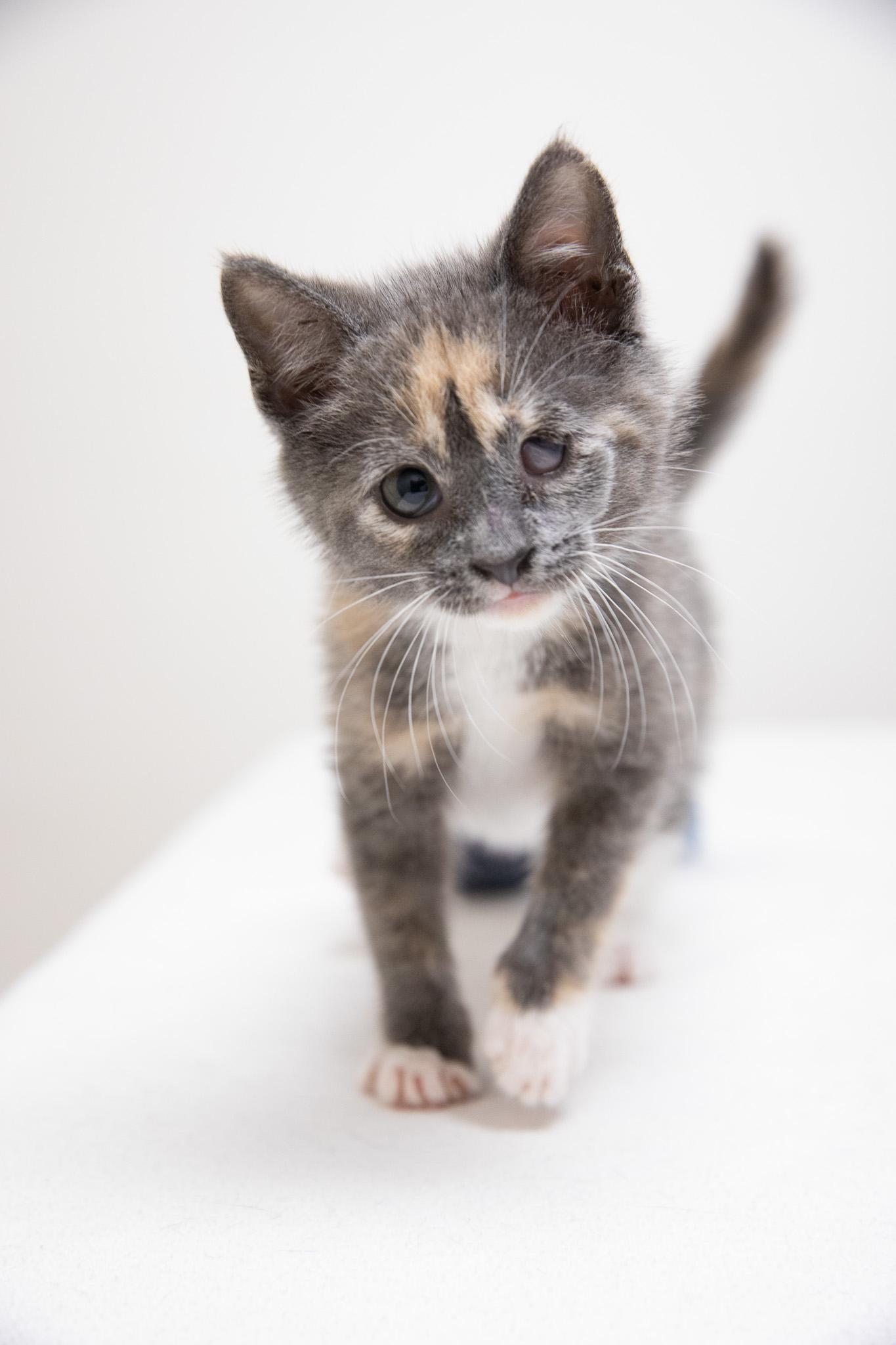 Dani, an adopted Domestic Short Hair in Montclair, NJ image 2/6