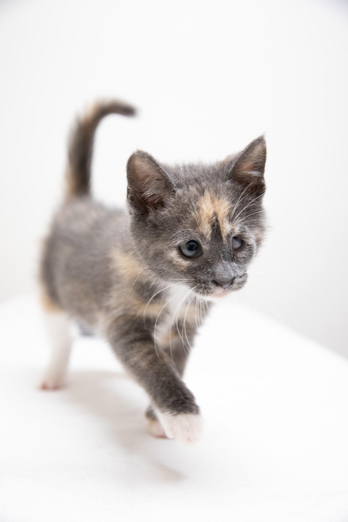 Dani, an adopted Domestic Short Hair in Montclair, NJ image 3/6