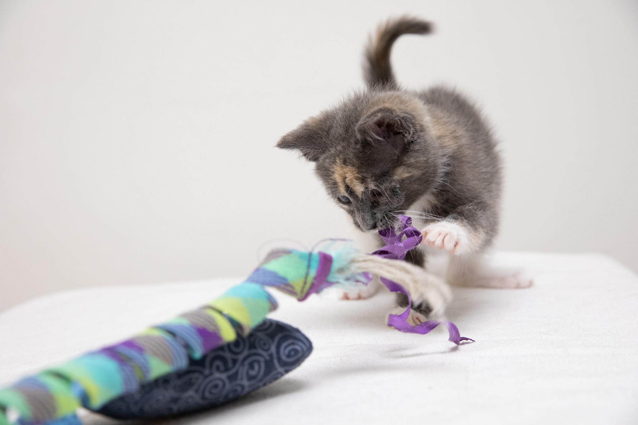 Dani, an adopted Domestic Short Hair in Montclair, NJ image 5/6