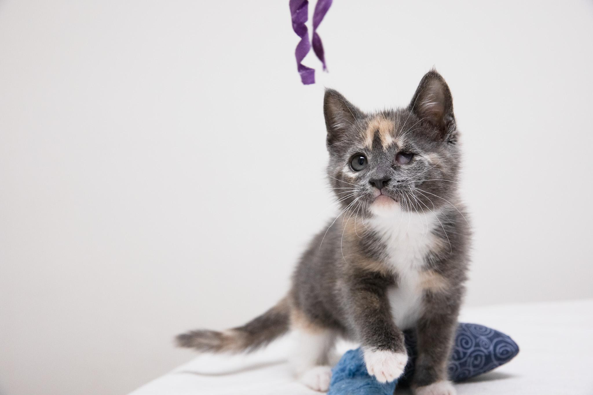 Dani, an adopted Domestic Short Hair in Montclair, NJ image 6/6