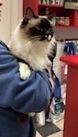 Draywick, Adoptable, Adult Male Ragdoll.