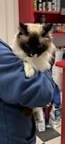 Enlarge Draywick, a Adoptable Ragdoll in Dawson, GA image 2/2