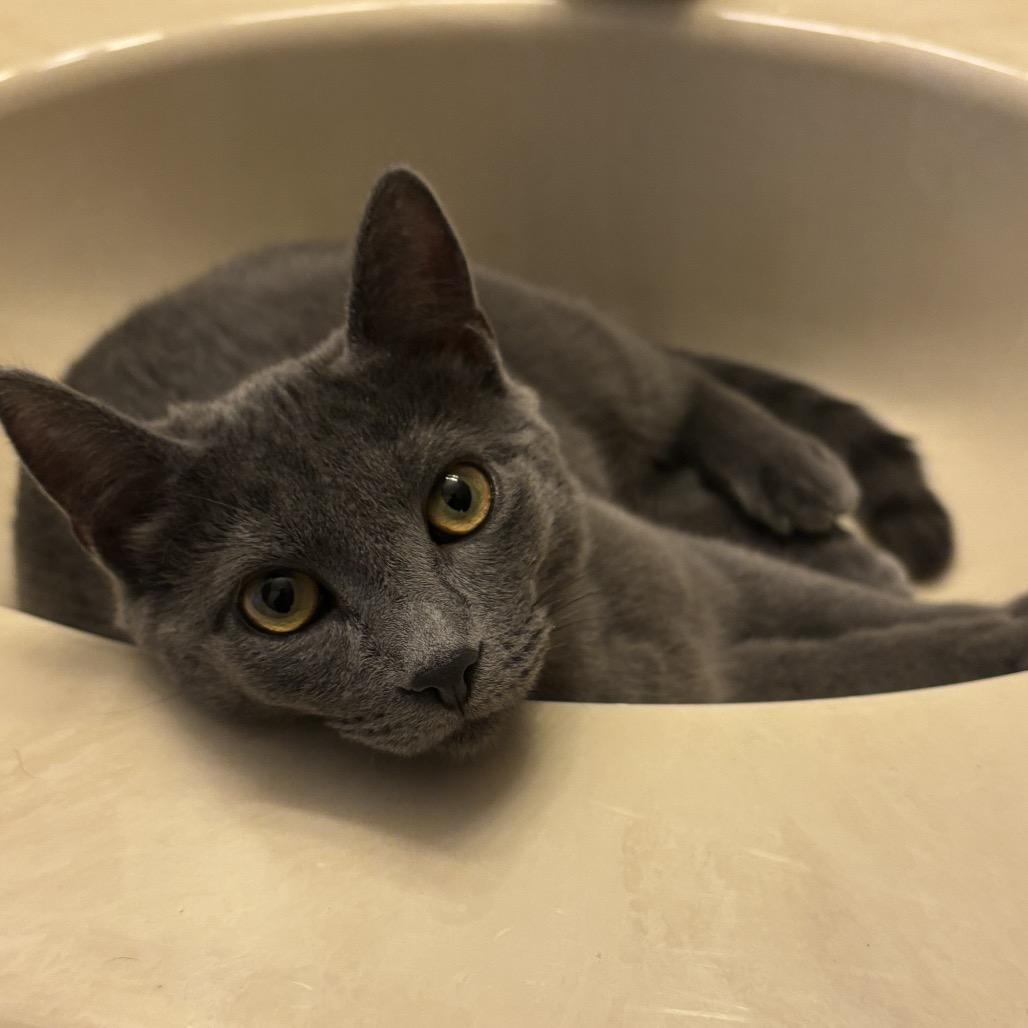 Bitsy (grey collar), Adopted, Young Female Domestic Short Hair.