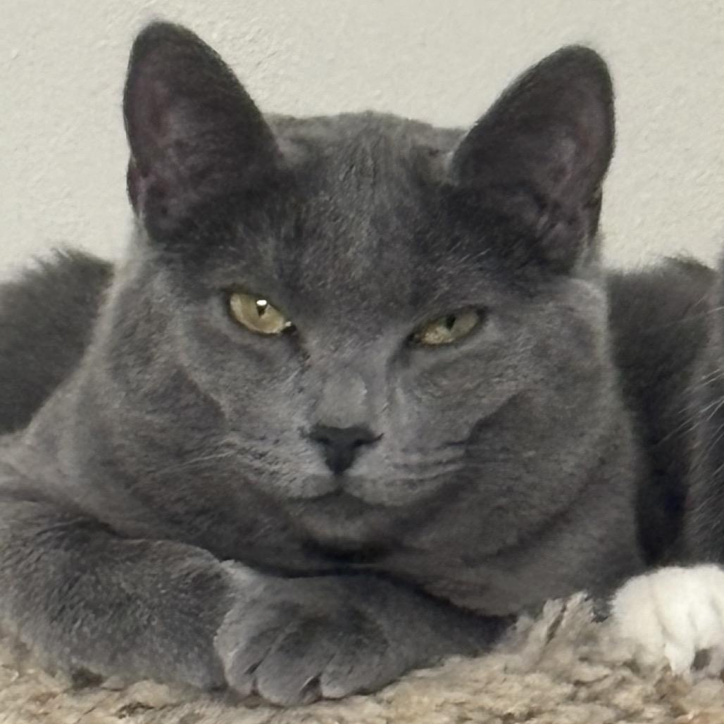 Enlarge Bitsy (grey collar), a Adopted Domestic Short Hair in Bismarck, ND image 2/6