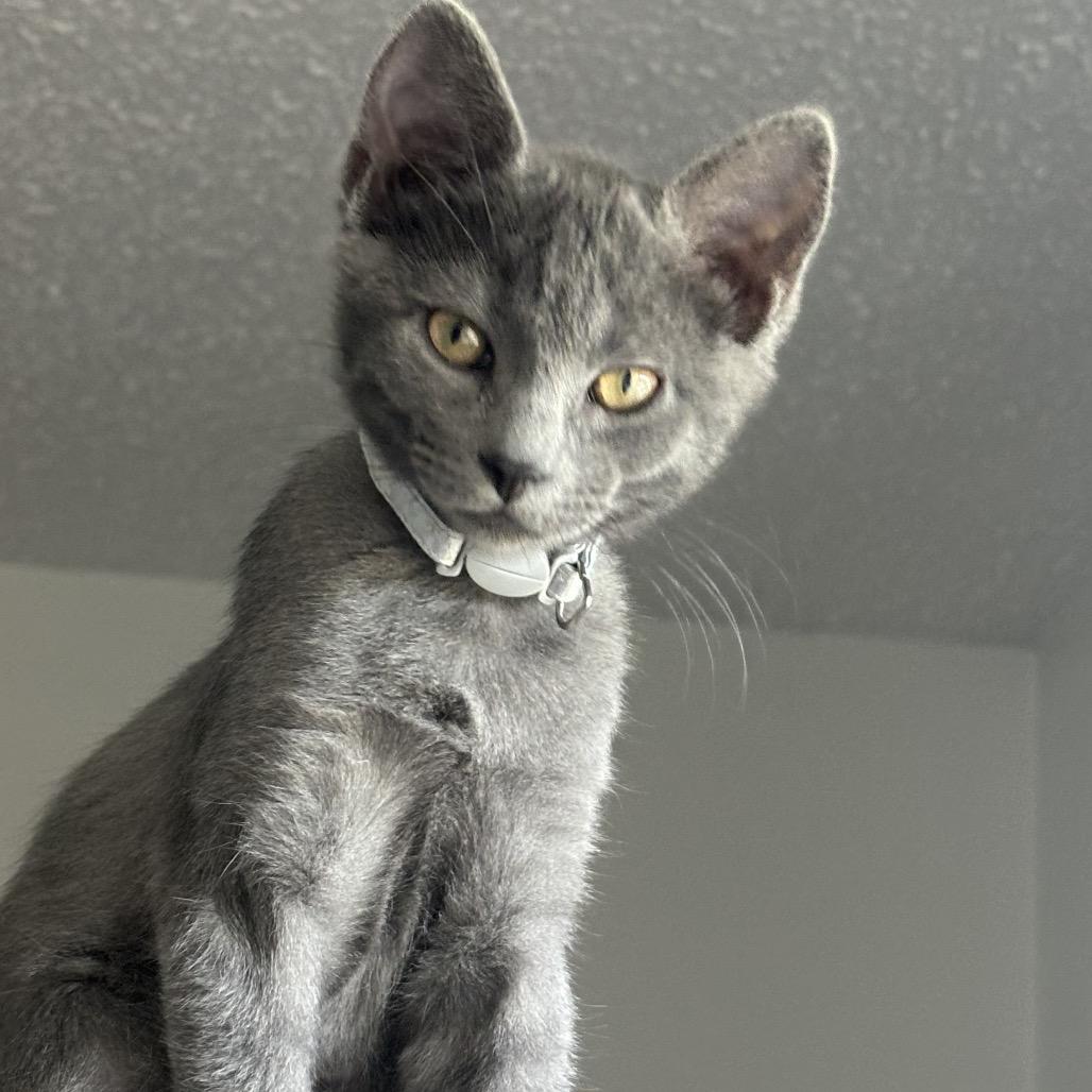 Enlarge Bitsy (grey collar), a Adopted Domestic Short Hair in Bismarck, ND image 3/6