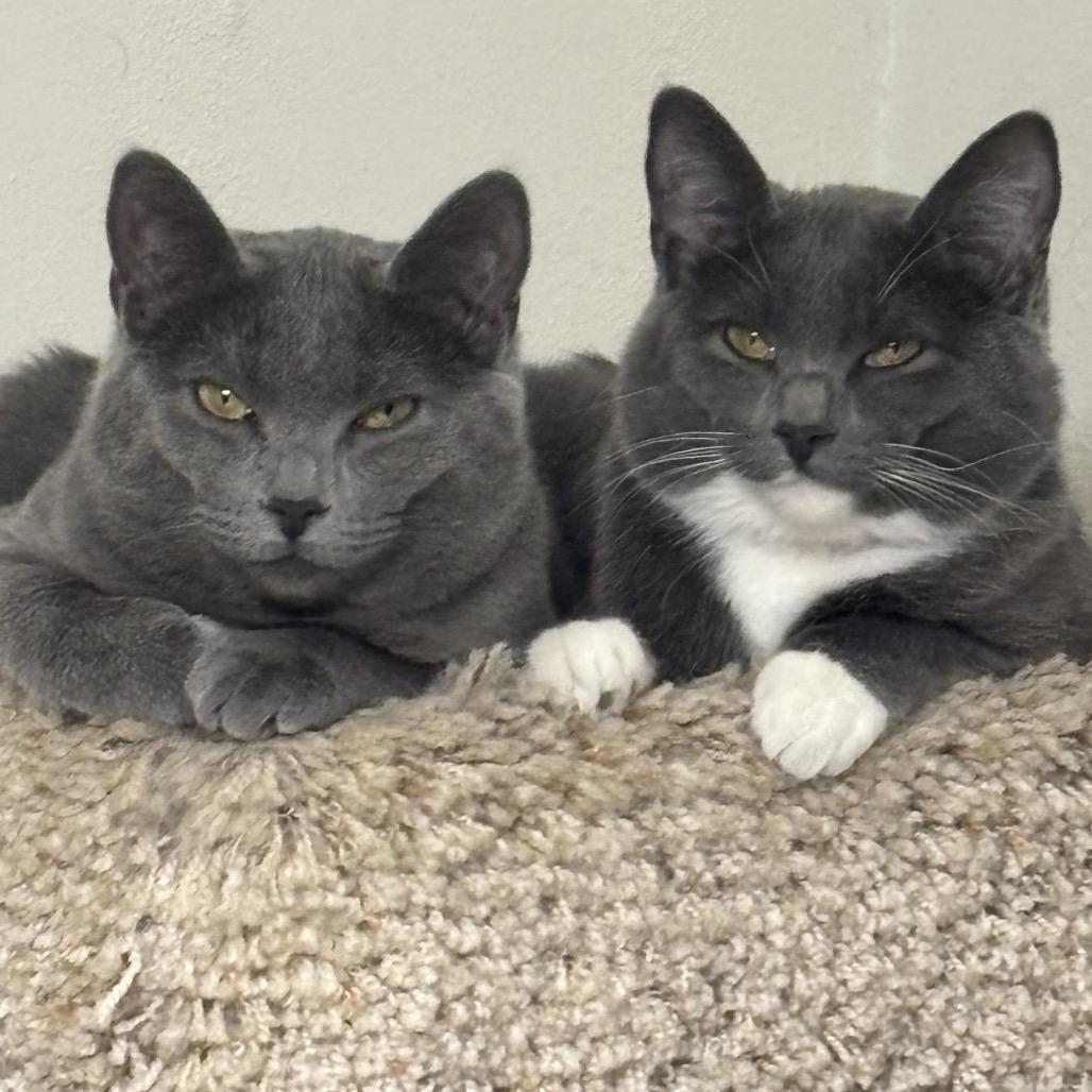 Enlarge Bitsy (grey collar), a Adopted Domestic Short Hair in Bismarck, ND image 4/6