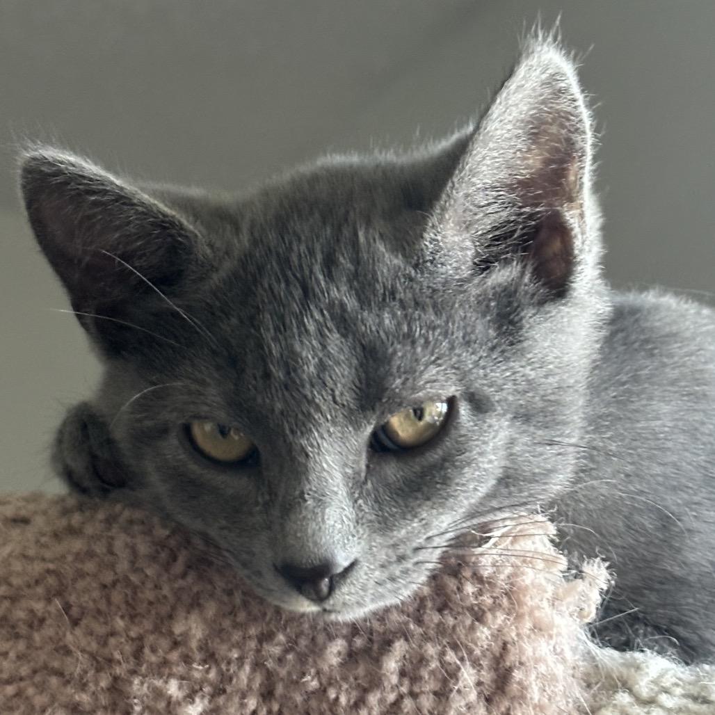 Enlarge Bitsy (grey collar), a Adopted Domestic Short Hair in Bismarck, ND image 5/6