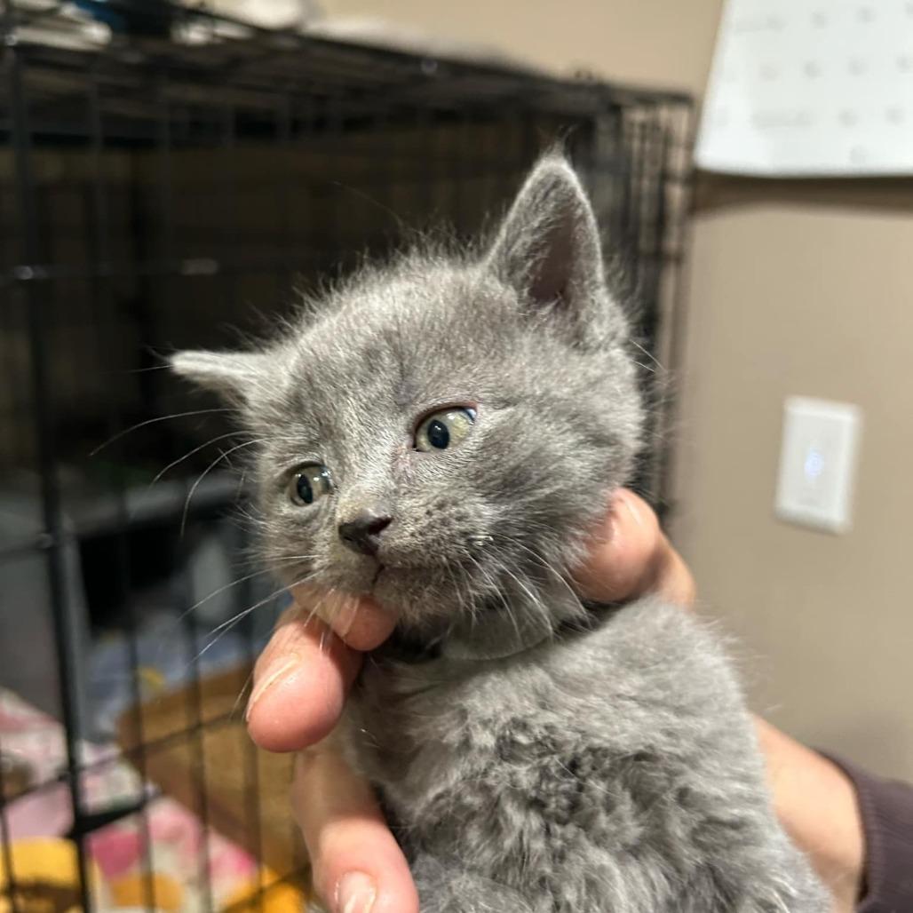 Enlarge Bitsy (grey collar), a Adopted Domestic Short Hair in Bismarck, ND image 6/6