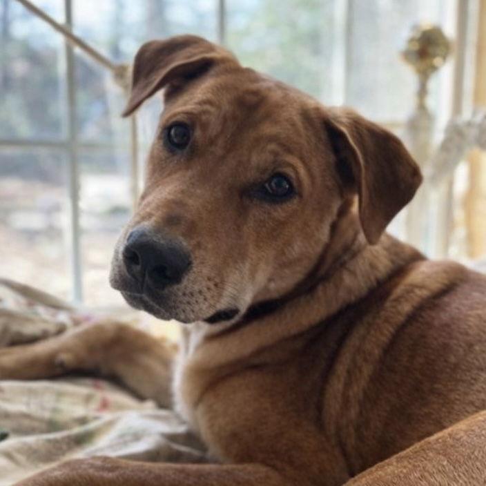 Enlarge Hopper, a Adoptable mixed breed in Fort Worth, TX image 1/3