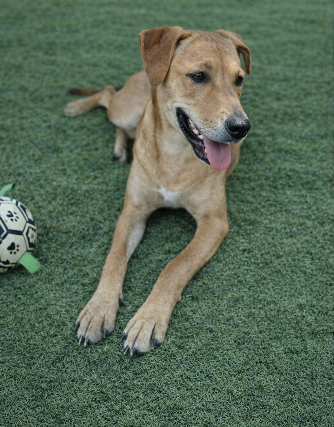 Hopper, Adoptable, Young Male Labrador Retriever & Shepherd.