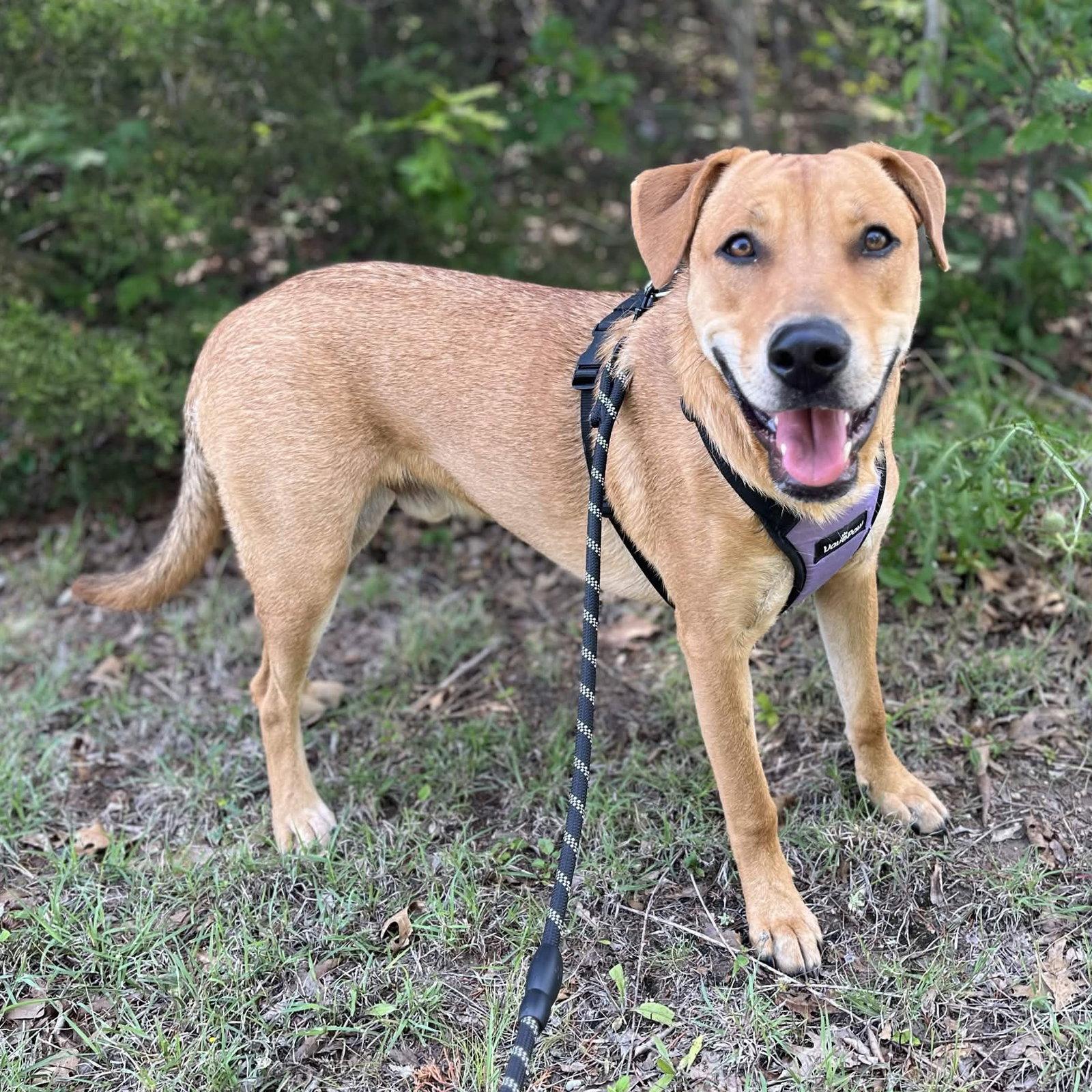 Edward Hopper, Adoptable, Young Male Labrador Retriever & Shepherd.