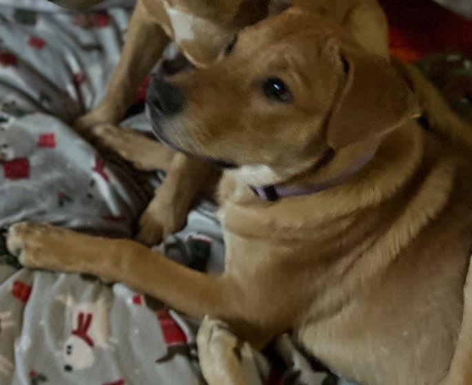 Enlarge Edward Hopper, a Adoptable mixed breed in Fort Worth, TX image 1/2