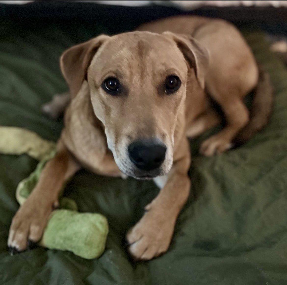 Enlarge Hopper, a Adoptable mixed breed in Fort Worth, TX image 2/3