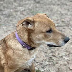 Enlarge Edward Hopper, a Adoptable mixed breed in Fort Worth, TX image 2/2