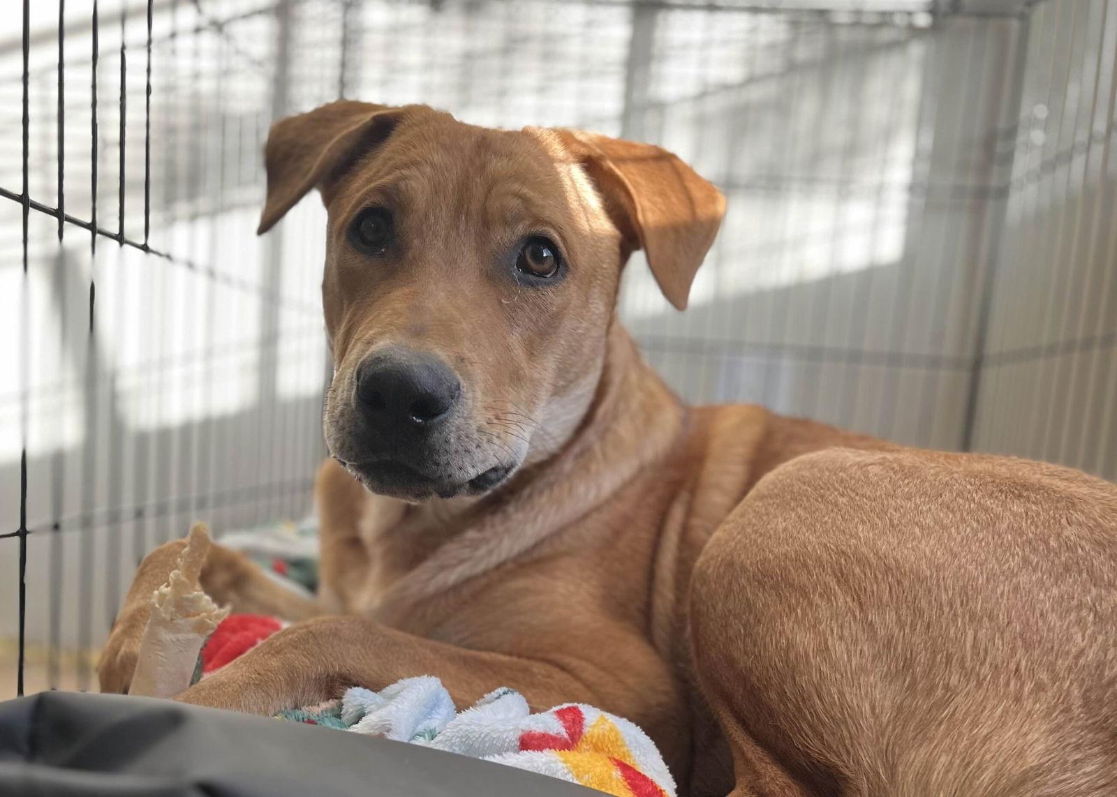 Enlarge Hopper, a Adoptable mixed breed in Fort Worth, TX image 2/3