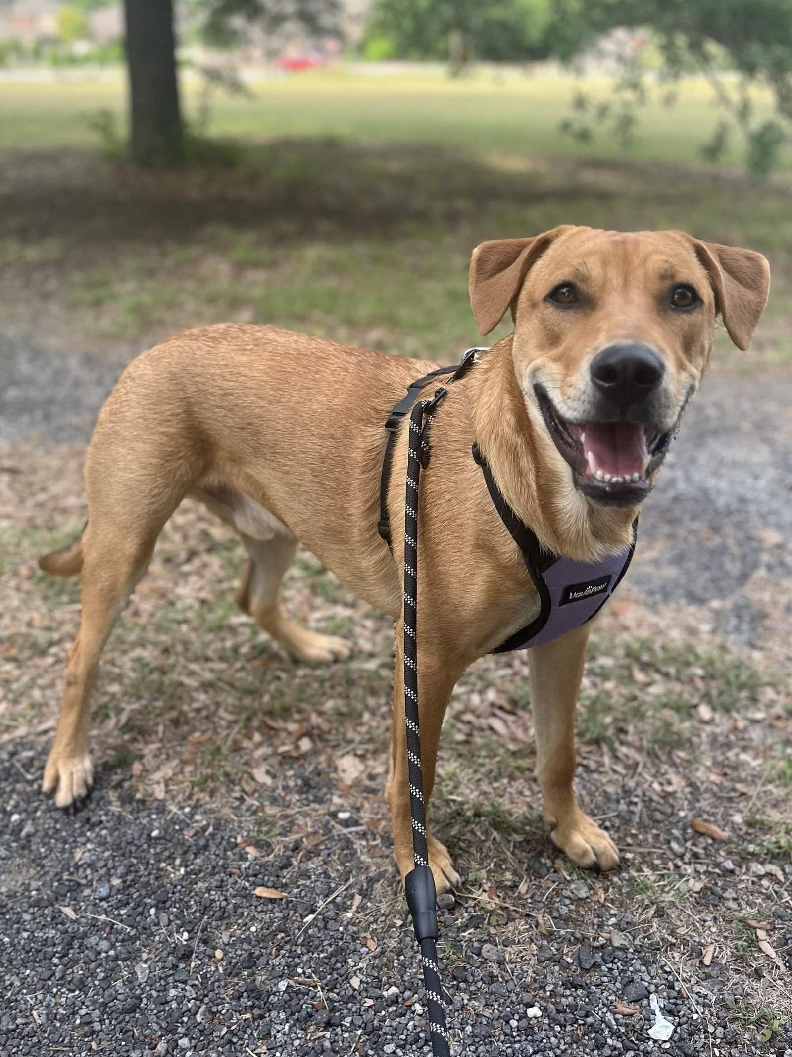 Enlarge Edward Hopper, a Adoptable mixed breed in Fort Worth, TX image 3/3