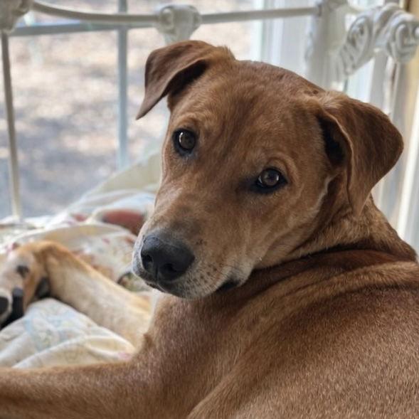 Enlarge Hopper, a Adoptable mixed breed in Fort Worth, TX image 3/3