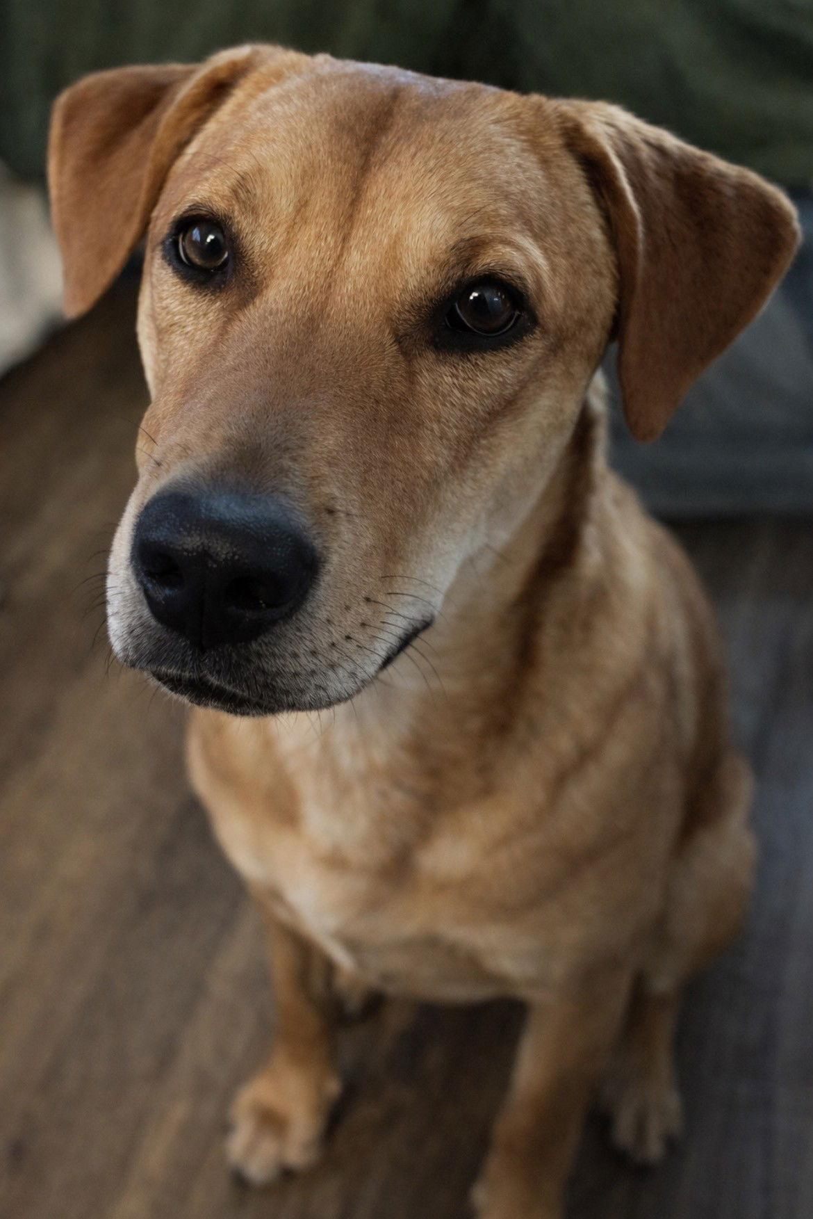Hopper, Adoptable, Young Male Labrador Retriever & Shepherd.