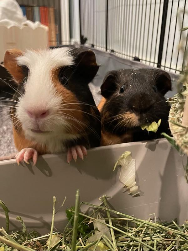 Tac, Adoptable, Young Male Guinea Pig.