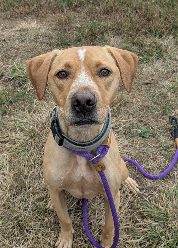 Will, Adoptable, Adult Male Hound.