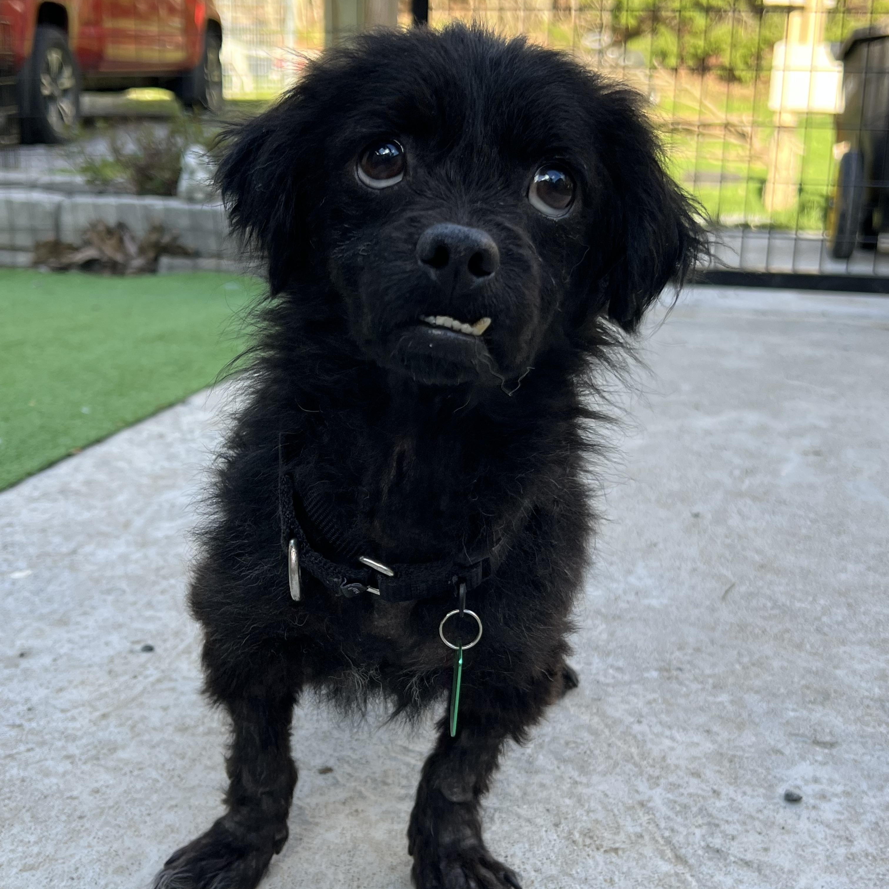 Phineas, ADOPTABLE, Adult Male Mixed Breed.