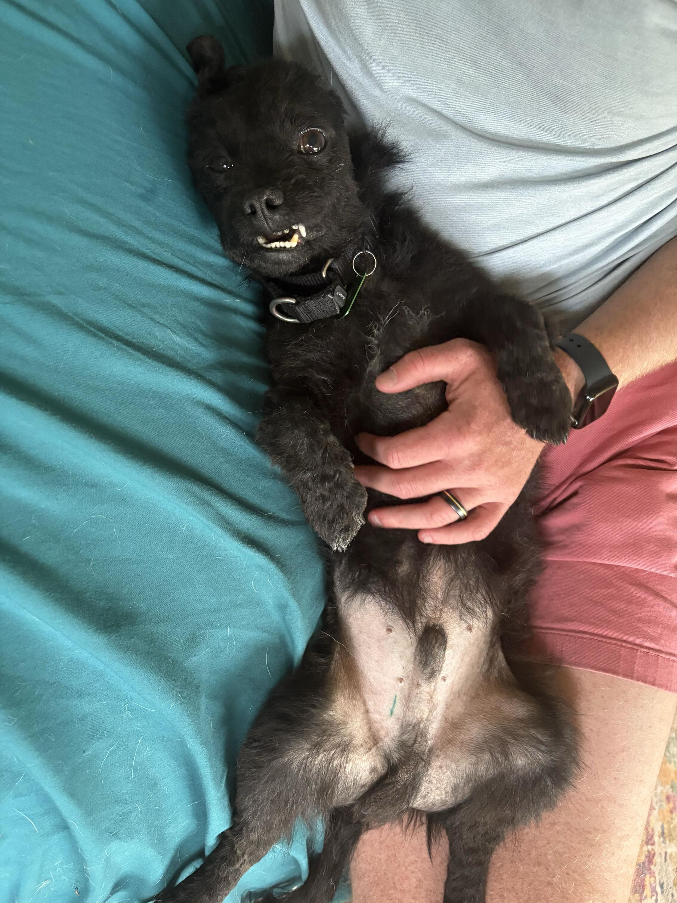 Phineas, a ADOPTABLE Mixed Breed in Bowdoin, ME image 3/6