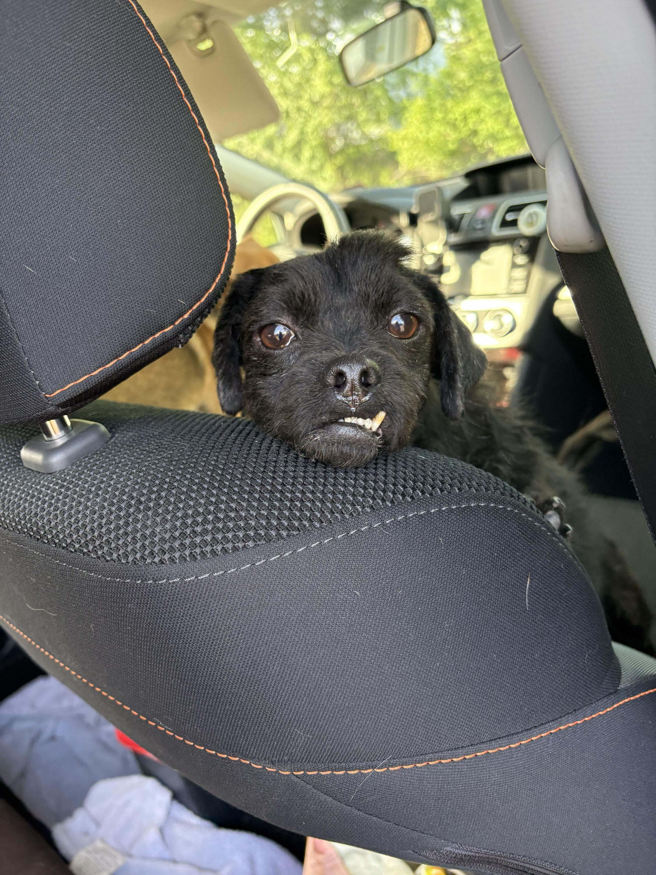 Phineas, a ADOPTABLE Mixed Breed in Bowdoin, ME image 5/6