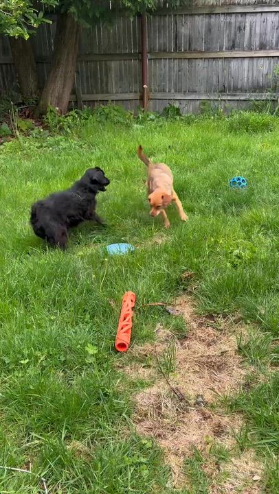 Enlarge Phineas, a ADOPTABLE Mixed Breed in Bowdoin, ME video 6/6