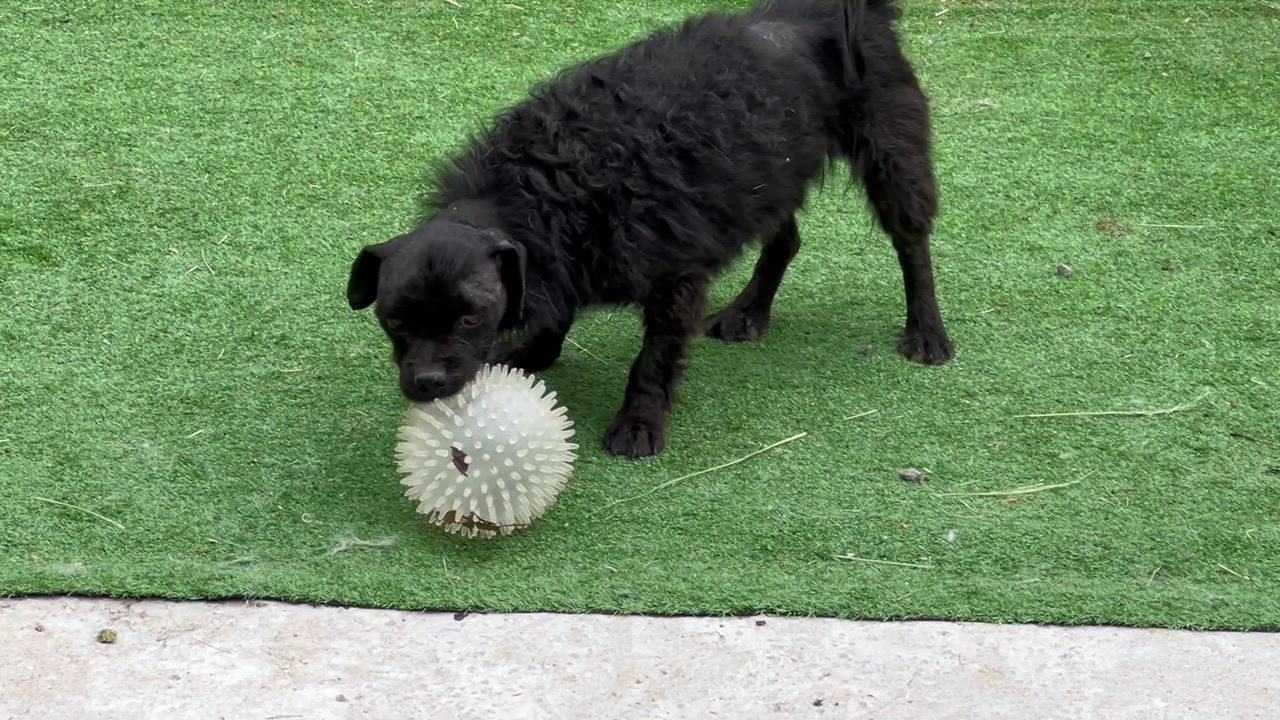 Enlarge Phineas, a ADOPTABLE Mixed Breed in Bowdoin, ME video 4/6