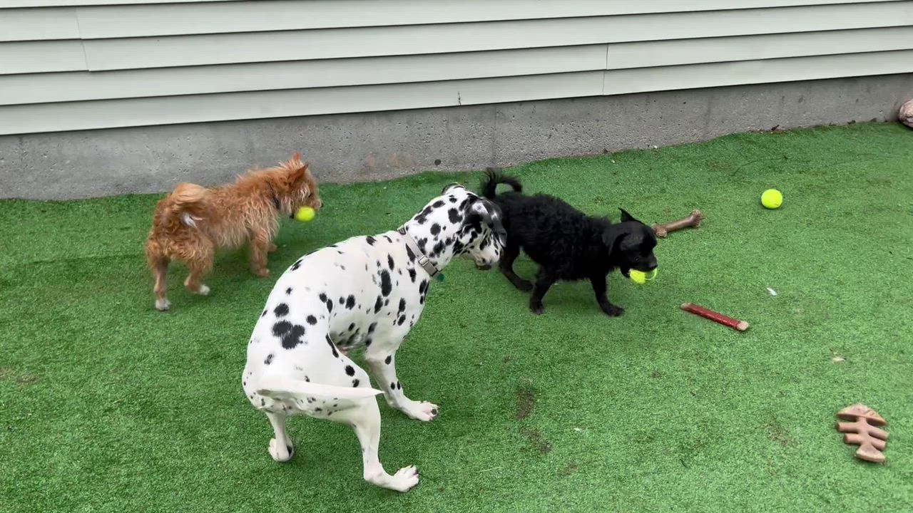Enlarge Phineas, a ADOPTABLE Mixed Breed in Bowdoin, ME video 2/6