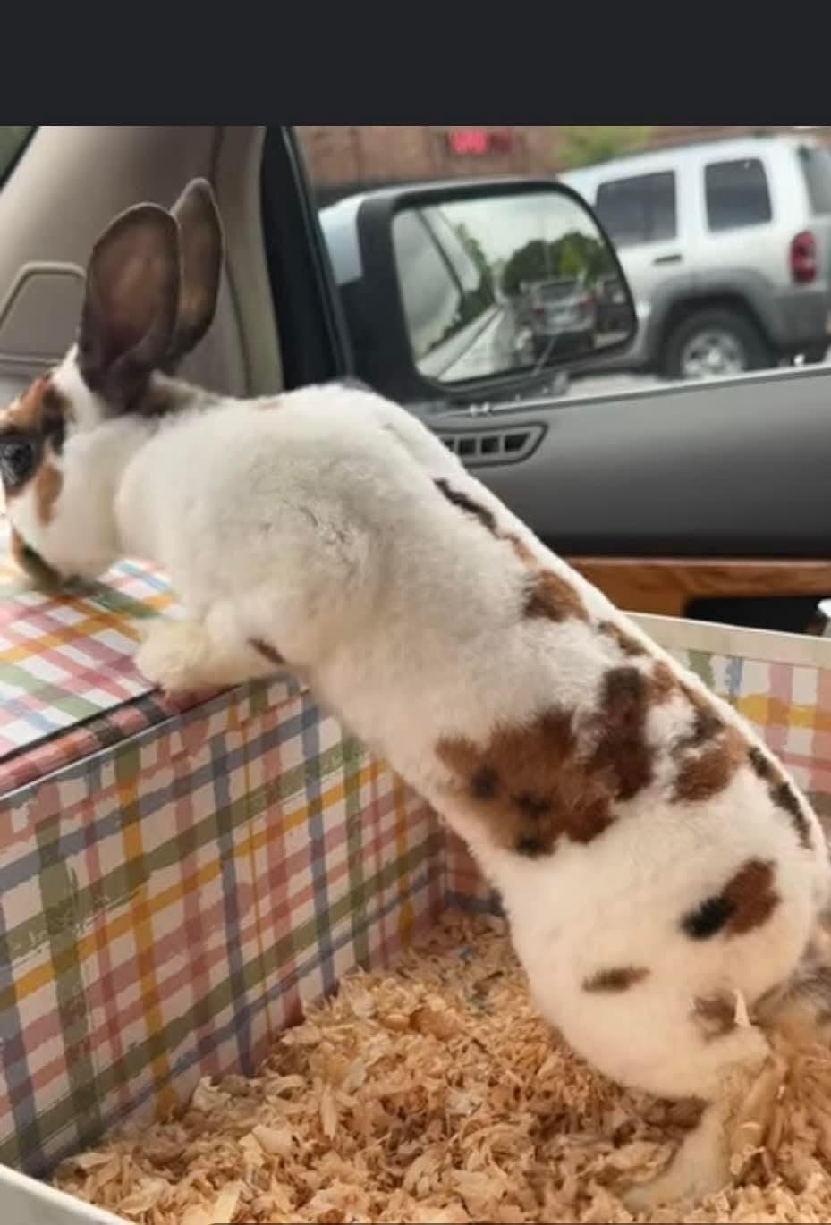Coco, a Adoptable Mini Rex in Paradis, LA image 5/5