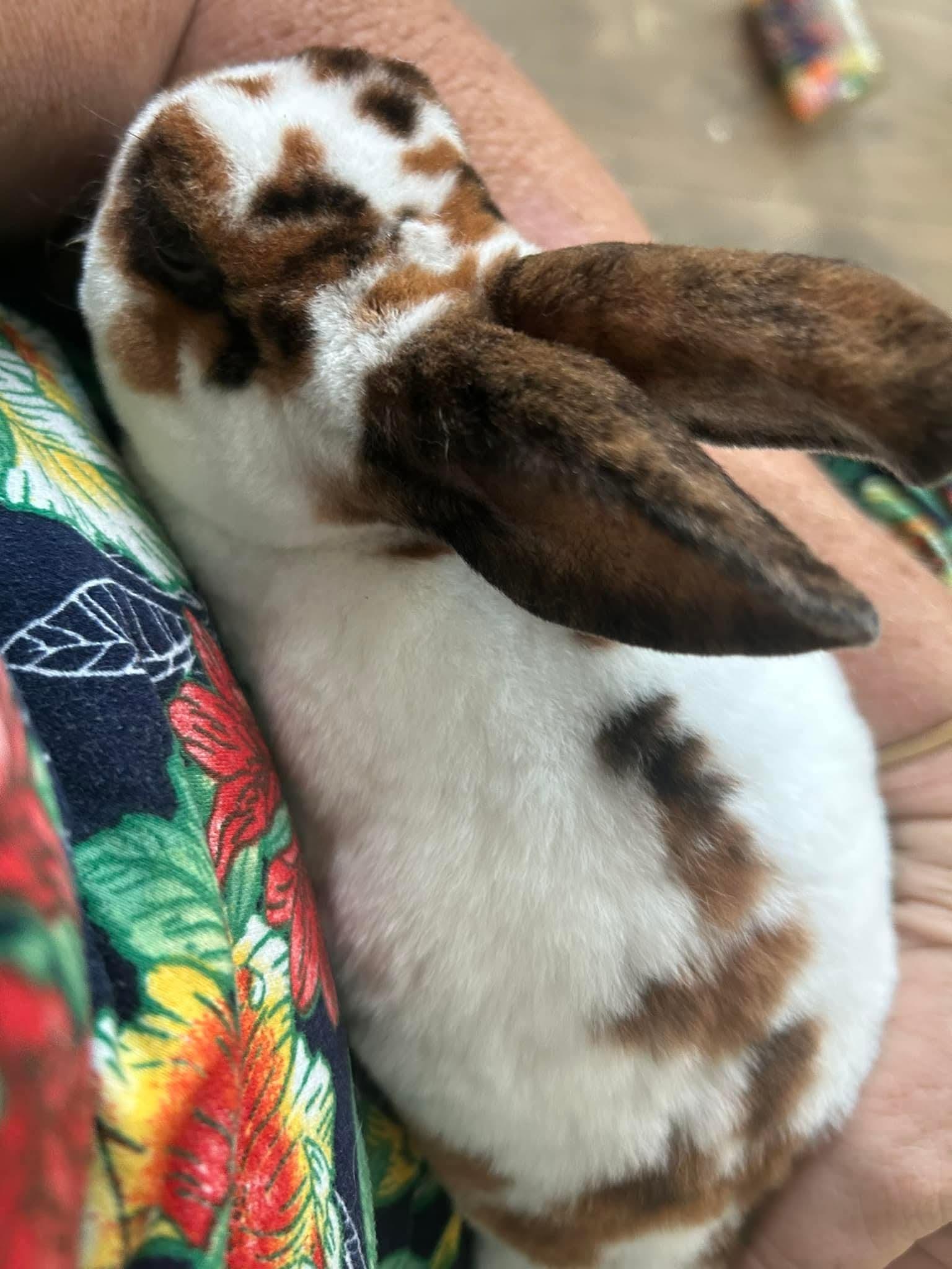 Coco, a Adoptable Mini Rex in Paradis, LA image 2/5