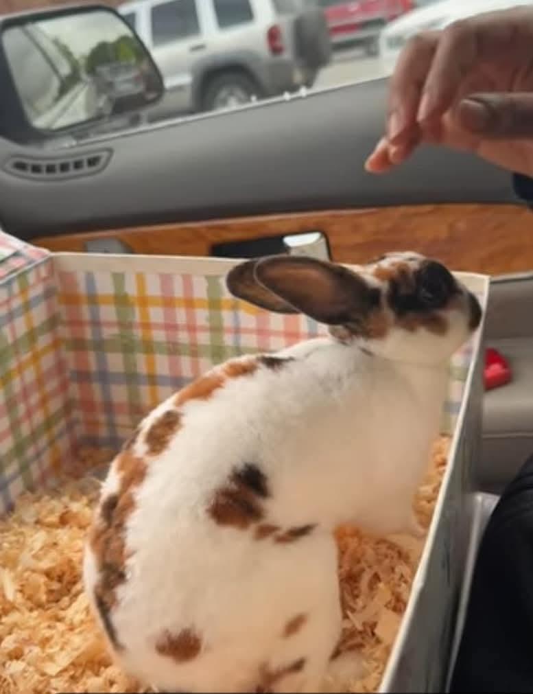 Coco, a Adoptable Mini Rex in Paradis, LA image 3/5