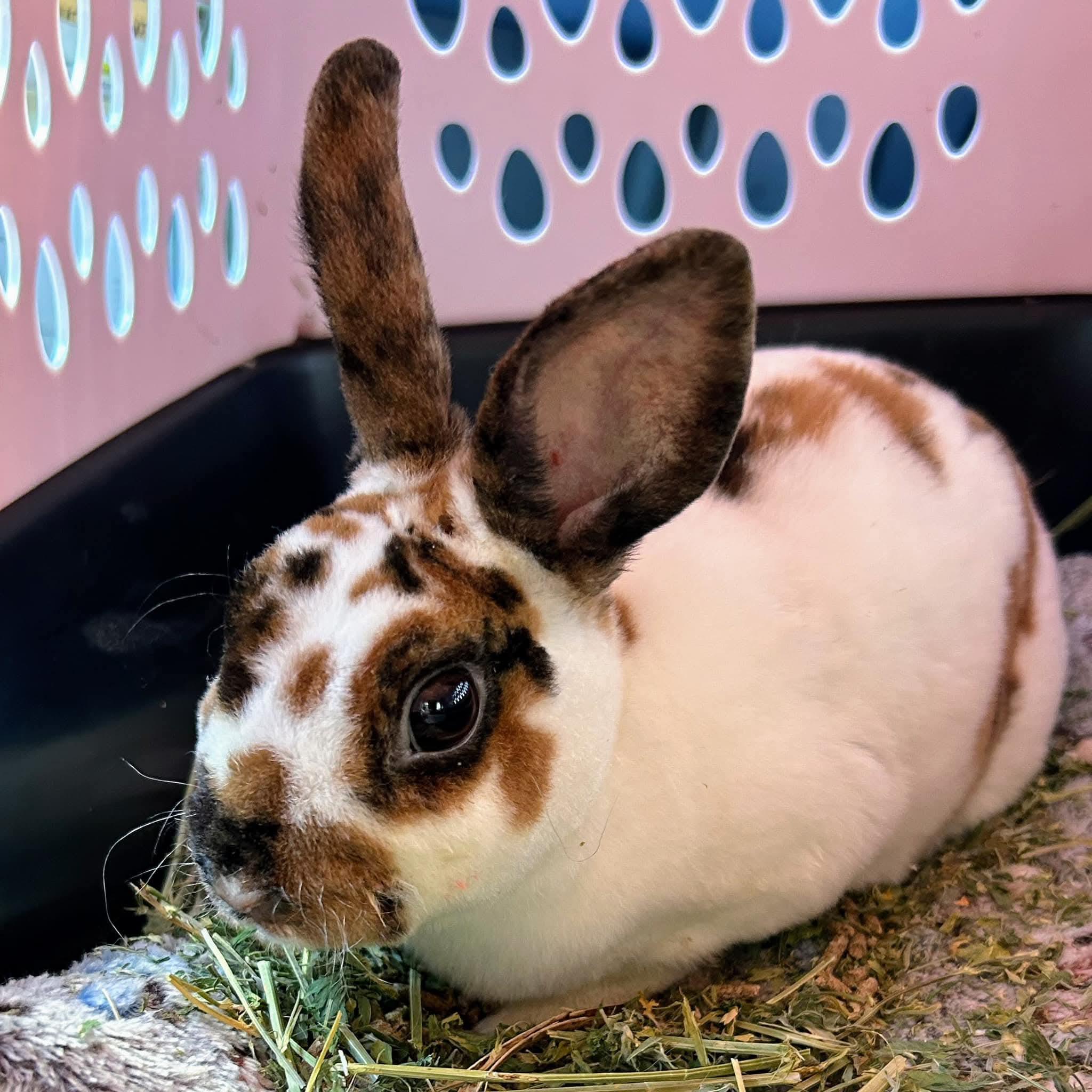 Coco, a Adoptable Mini Rex in Paradis, LA image 1/5