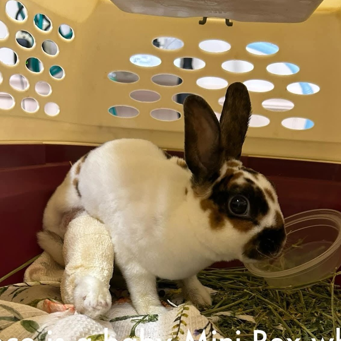 Coco, a Adoptable Mini Rex in Paradis, LA image 4/5