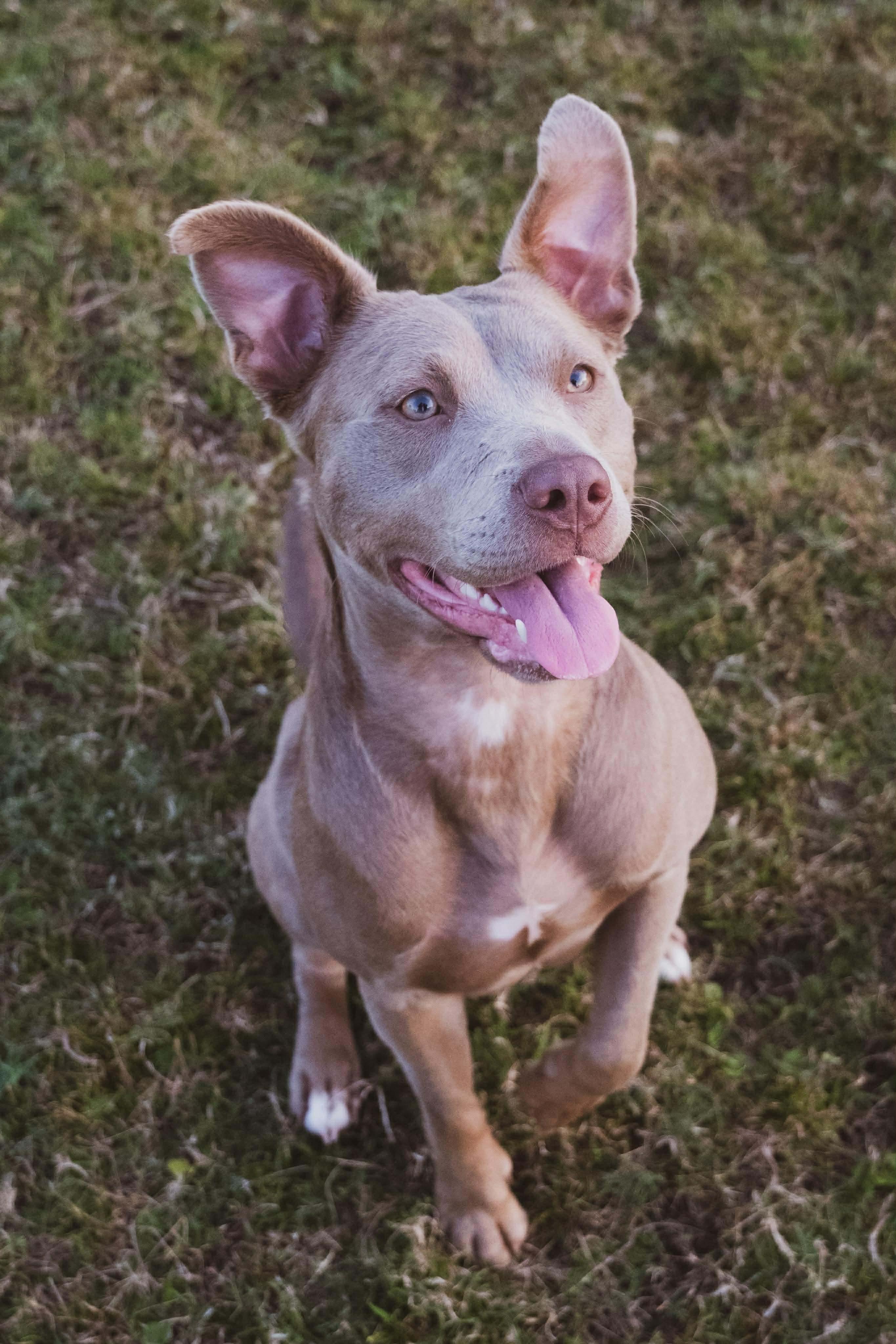 Enlarge Kiwi, a Adoptable mixed breed in Billings, MT image 6/6