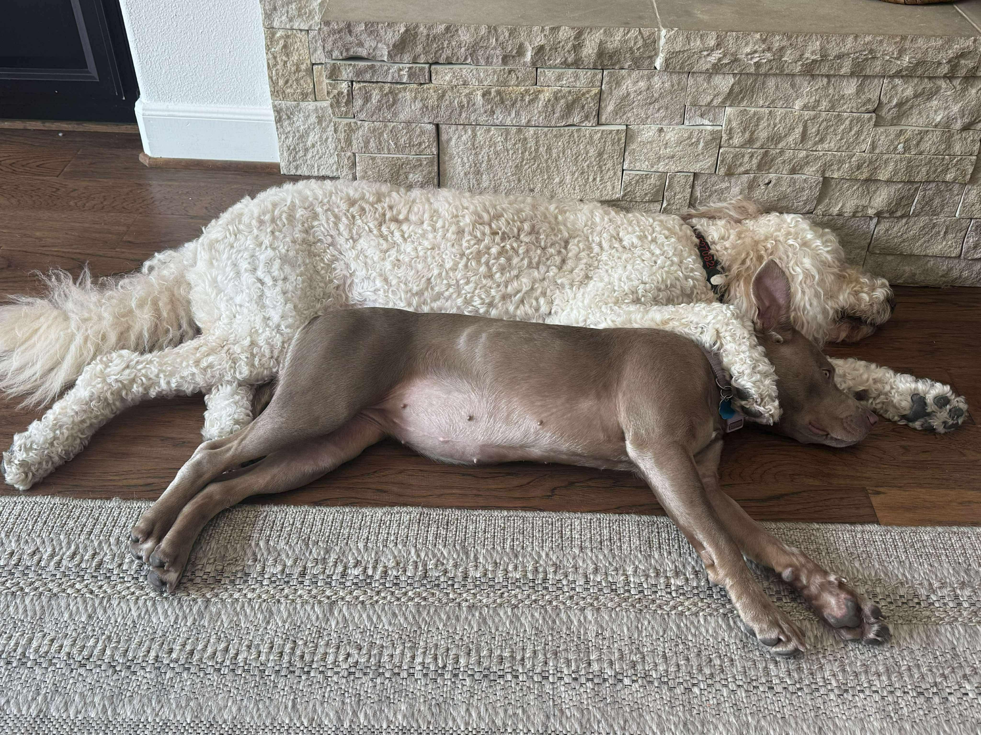 Enlarge Kiwi, a Adoptable mixed breed in Billings, MT image 4/6