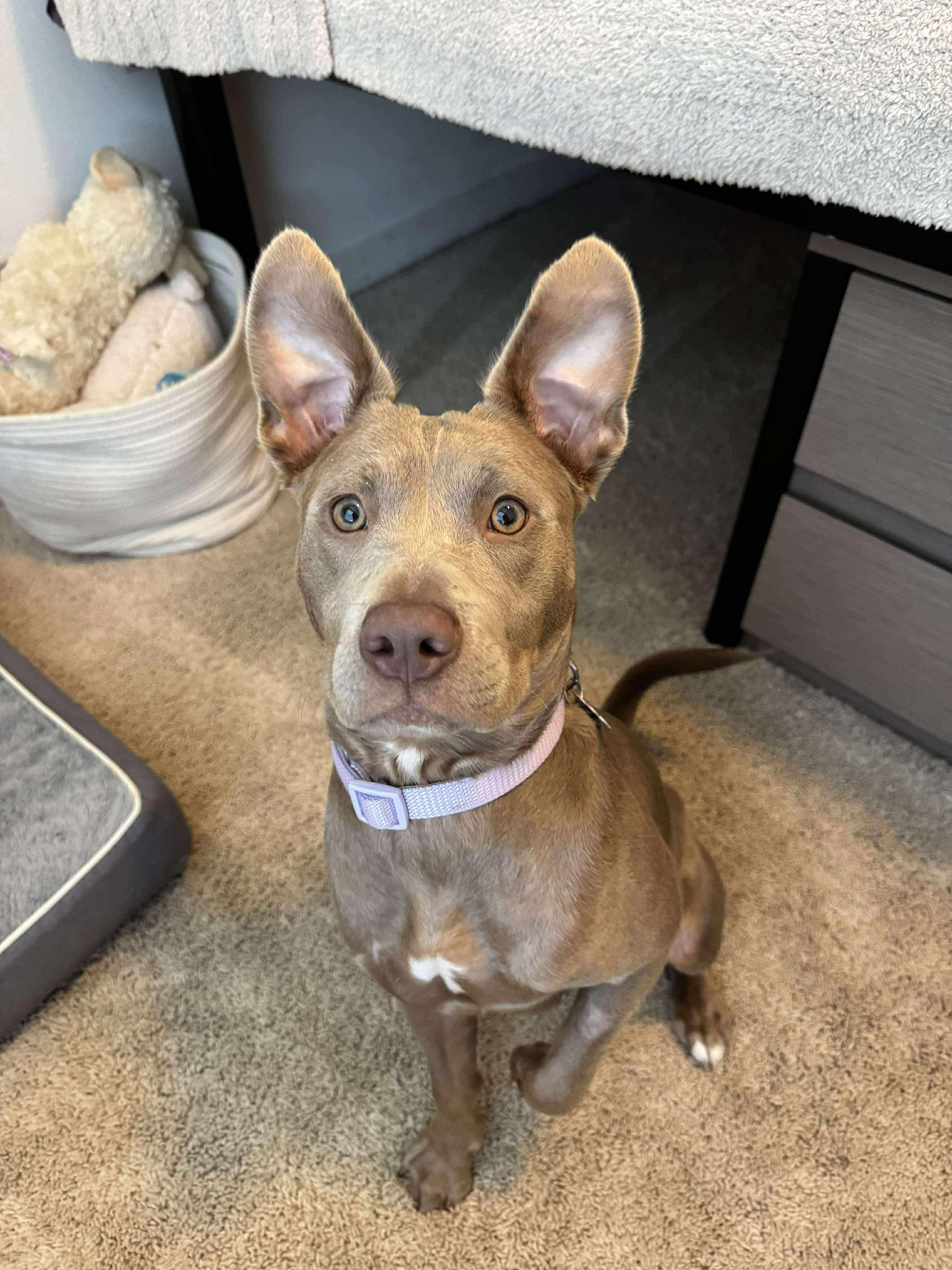 Enlarge Kiwi, a Adoptable mixed breed in Billings, MT image 2/6