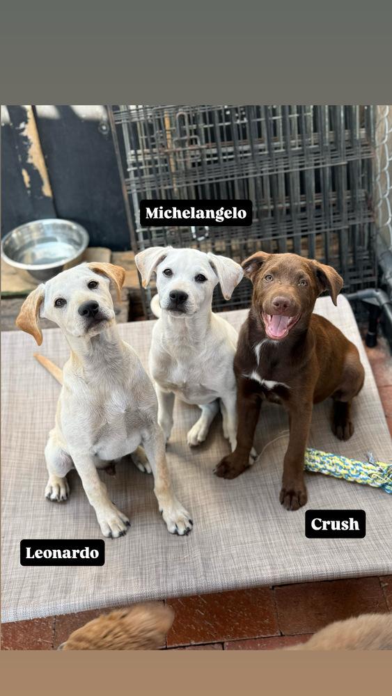 Enlarge Leonardo, a Adoptable mixed breed in San Diego, CA image 1/4