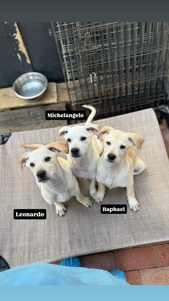 Enlarge Leonardo, a Adoptable mixed breed in San Diego, CA image 2/4