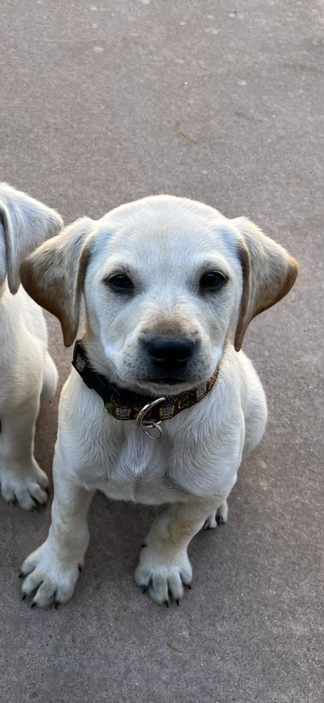 Enlarge Leonardo, a Adoptable mixed breed in San Diego, CA image 3/4