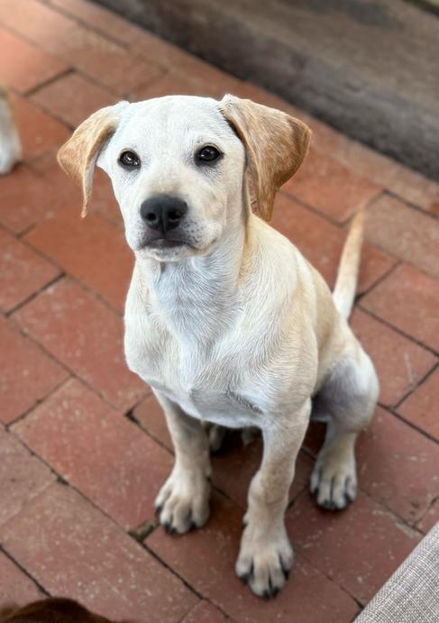 Enlarge Leonardo, a Adoptable mixed breed in San Diego, CA image 4/4