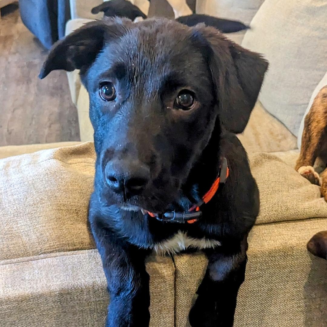 Berry, Adopted, Young Female Labrador Retriever.