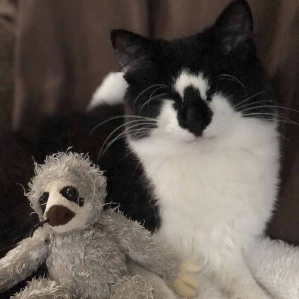 Alana - Blind, Adoptable, Adult Female Domestic Medium Hair.