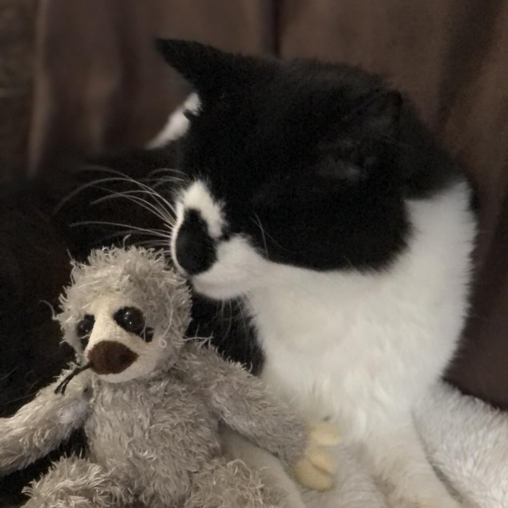 Alana - Blind, a Adoptable Domestic Medium Hair in ATOKA, TN image 2/5