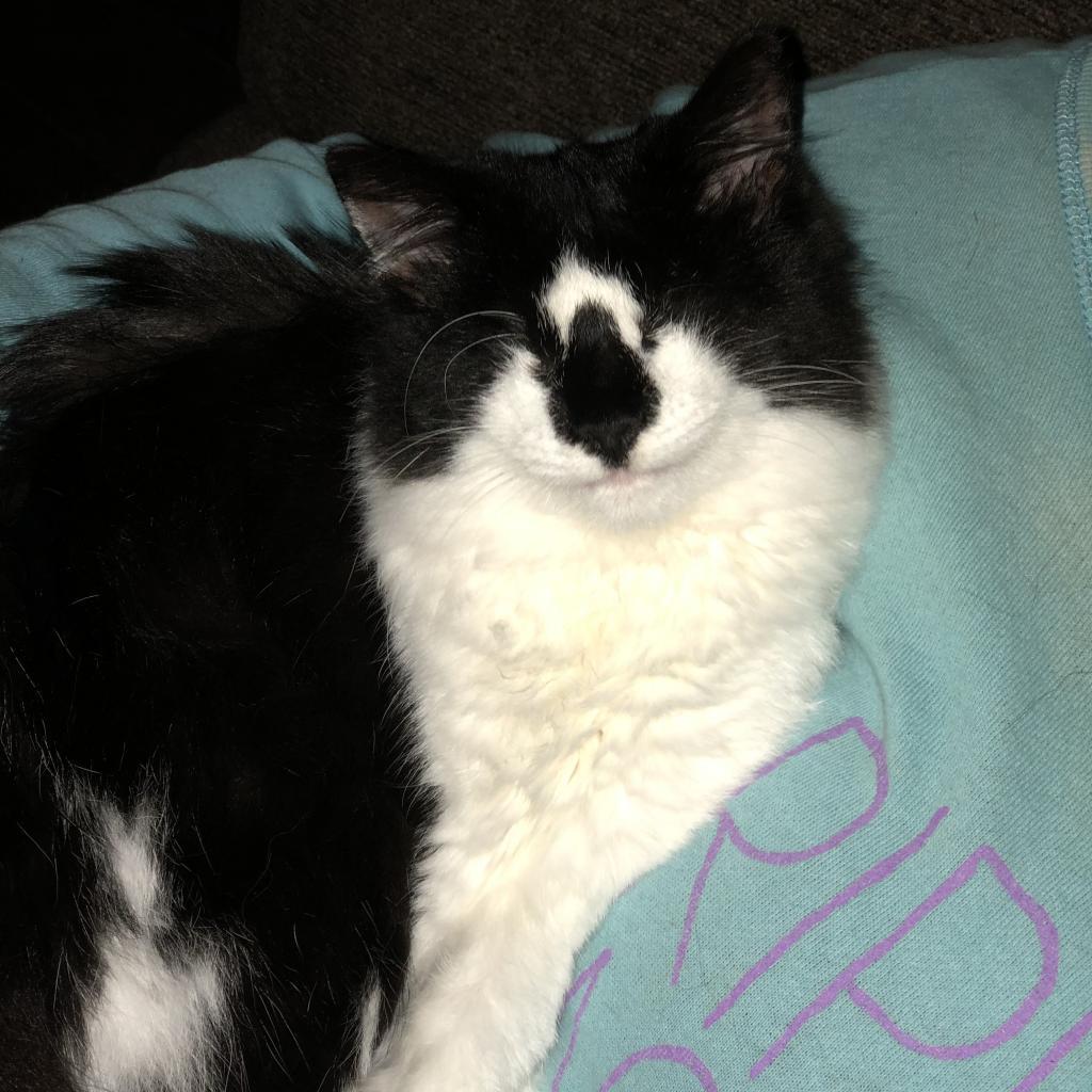 Alana - Blind, Adoptable, Adult Female Domestic Medium Hair.