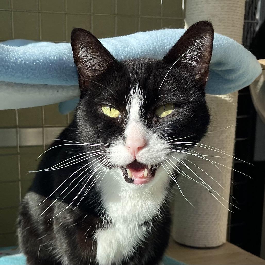 Enlarge James Bond, a Adoptable Domestic Short Hair in Deerfield, IL image 1/6